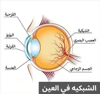 الشبكيه في العين 1 الشبكيه في العين